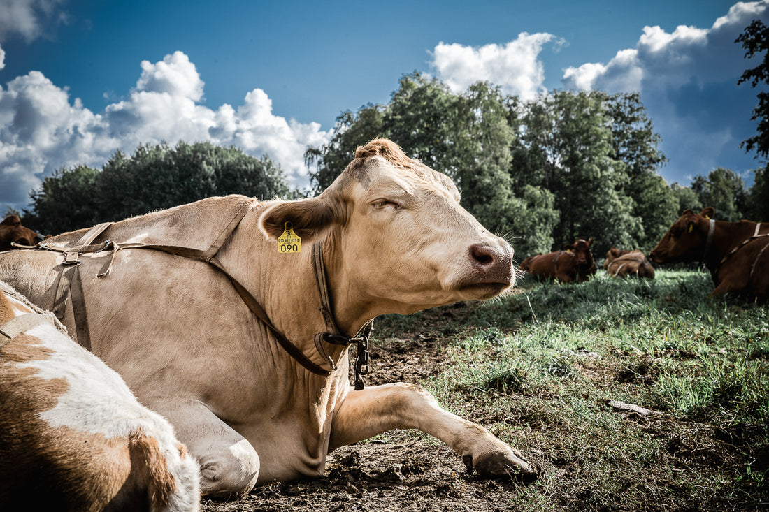 Wenn Kühe reden würden...Fotografin: Tiina Salminen