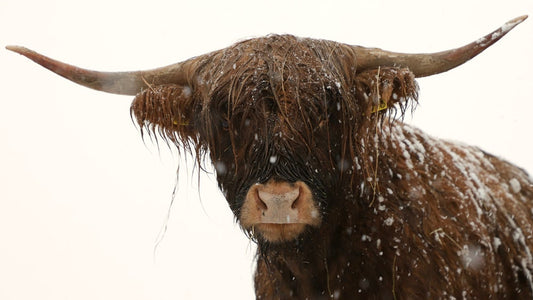 Alles was uns nicht umbringt, macht uns stärker. Poster