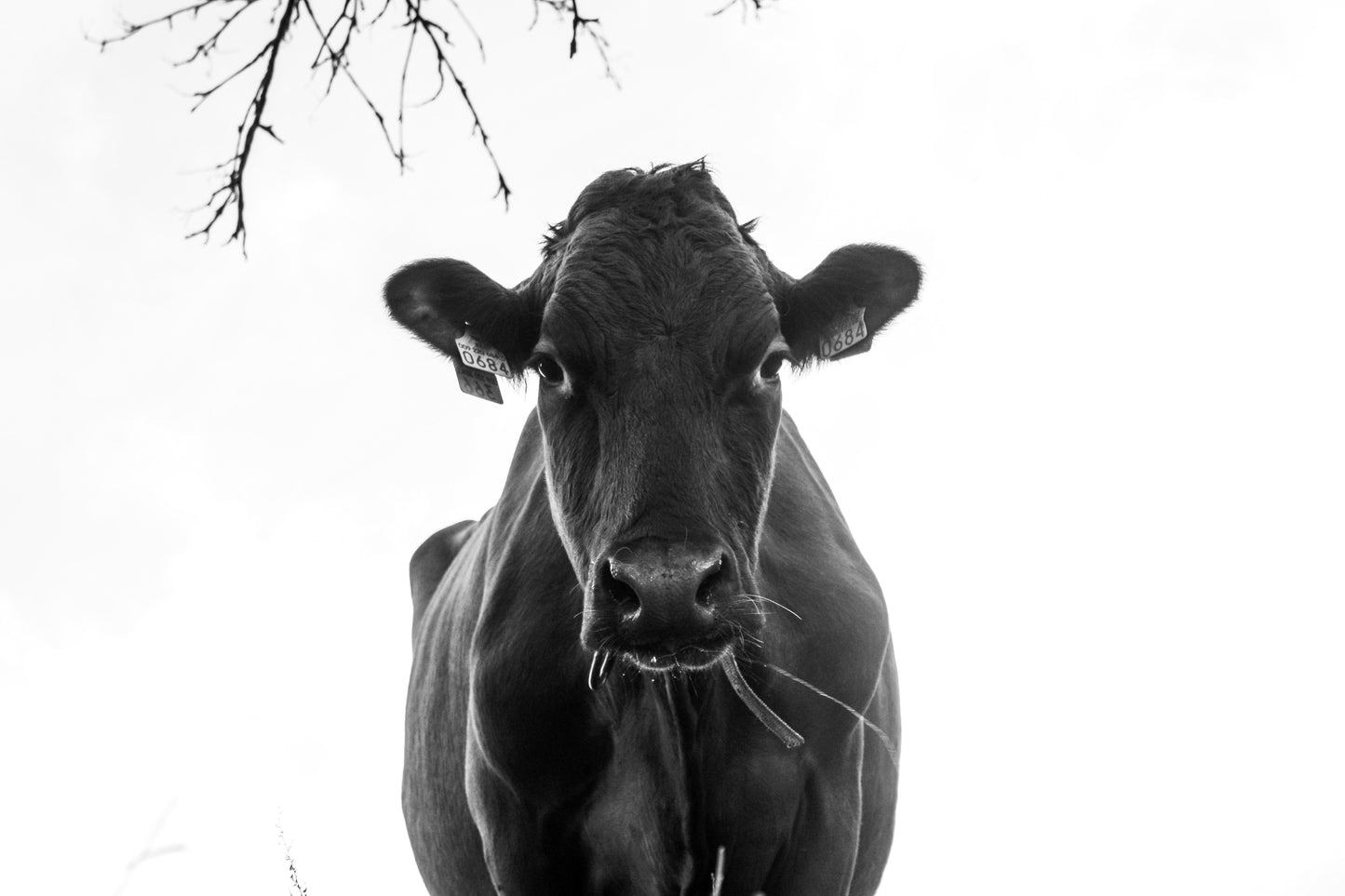 Kuscheldecke "Eine Kuh hat Ruh"