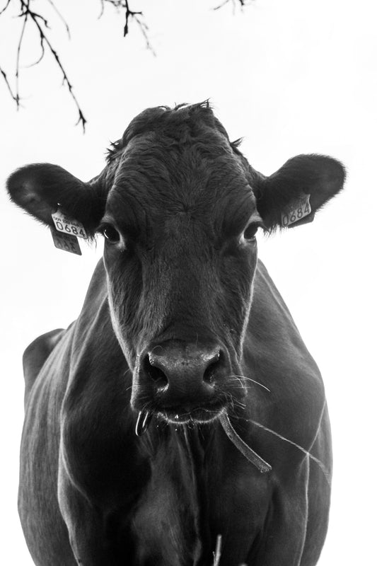 Nachthupferl. Poster, hochkant